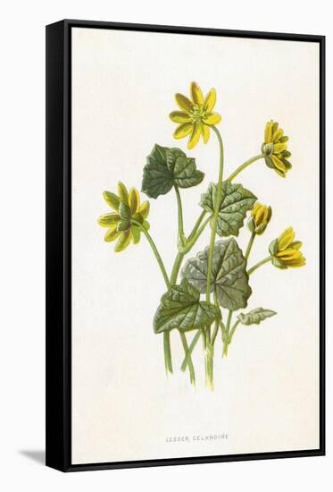 Ranunculus Ficaria-F Edward Hulme-Framed Stretched Canvas