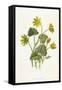 Ranunculus Ficaria-F Edward Hulme-Framed Stretched Canvas