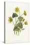 Ranunculus Ficaria-F Edward Hulme-Stretched Canvas