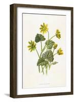 Ranunculus Ficaria-F Edward Hulme-Framed Art Print