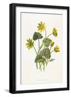 Ranunculus Ficaria-F Edward Hulme-Framed Art Print