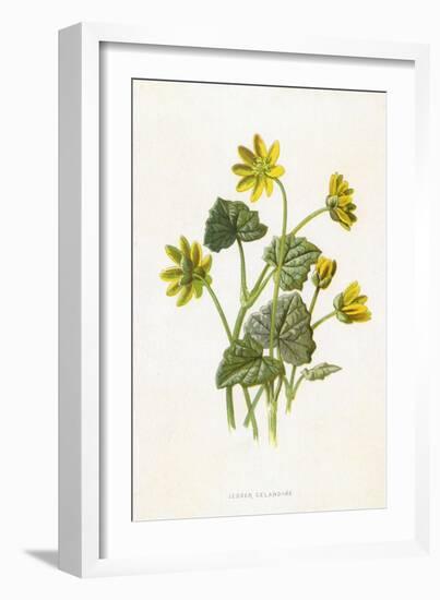 Ranunculus Ficaria-F Edward Hulme-Framed Art Print