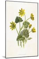 Ranunculus Ficaria-F Edward Hulme-Mounted Art Print