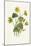 Ranunculus Ficaria-F Edward Hulme-Mounted Art Print