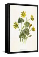 Ranunculus Ficaria-F Edward Hulme-Framed Stretched Canvas