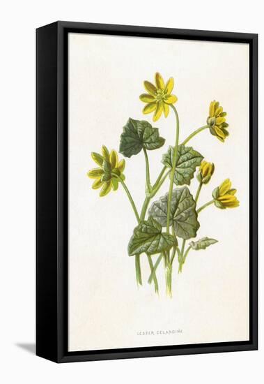 Ranunculus Ficaria-F Edward Hulme-Framed Stretched Canvas