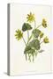 Ranunculus Ficaria-F Edward Hulme-Stretched Canvas