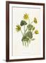 Ranunculus Ficaria-F Edward Hulme-Framed Art Print