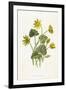 Ranunculus Ficaria-F Edward Hulme-Framed Art Print