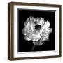 Ranunculus Floral - Noir-Assaf Frank-Framed Giclee Print