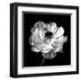 Ranunculus Floral - Noir-Assaf Frank-Framed Giclee Print