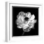 Ranunculus Floral - Noir-Assaf Frank-Framed Giclee Print