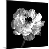 Ranunculus Floral - Noir-Assaf Frank-Mounted Giclee Print