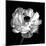 Ranunculus Floral - Noir-Assaf Frank-Mounted Giclee Print