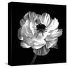 Ranunculus Floral - Noir-Assaf Frank-Stretched Canvas