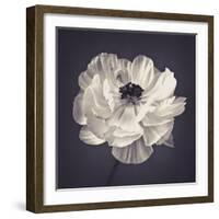 Ranunculus Floral-Assaf Frank-Framed Giclee Print