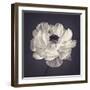 Ranunculus Floral-Assaf Frank-Framed Giclee Print