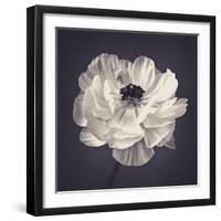 Ranunculus Floral-Assaf Frank-Framed Giclee Print