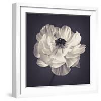 Ranunculus Floral-Assaf Frank-Framed Giclee Print