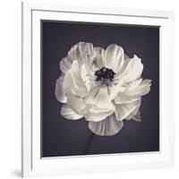 Ranunculus Floral-Assaf Frank-Framed Giclee Print