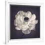 Ranunculus Floral-Assaf Frank-Framed Giclee Print