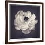 Ranunculus Floral-Assaf Frank-Framed Giclee Print