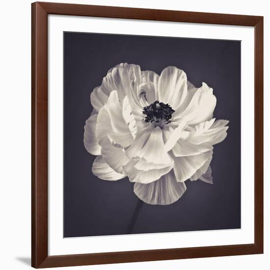 Ranunculus Floral-Assaf Frank-Framed Giclee Print