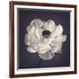 Ranunculus Floral-Assaf Frank-Framed Giclee Print