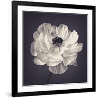 Ranunculus Floral-Assaf Frank-Framed Giclee Print