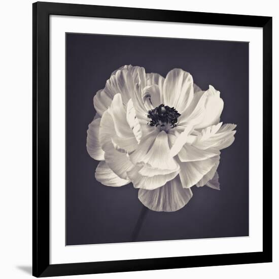 Ranunculus Floral-Assaf Frank-Framed Giclee Print