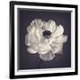 Ranunculus Floral-Assaf Frank-Framed Giclee Print