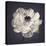 Ranunculus Floral-Assaf Frank-Stretched Canvas
