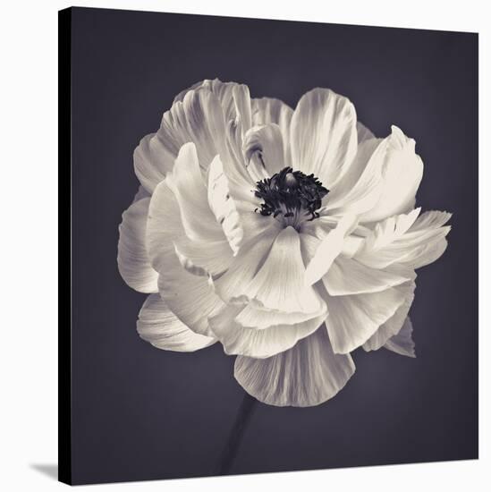 Ranunculus Floral-Assaf Frank-Stretched Canvas