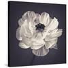 Ranunculus Floral-Assaf Frank-Stretched Canvas