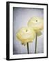 Ranunculus, Flower, Blossoms, White, Still Life-Axel Killian-Framed Photographic Print