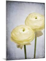 Ranunculus, Flower, Blossoms, White, Still Life-Axel Killian-Mounted Photographic Print