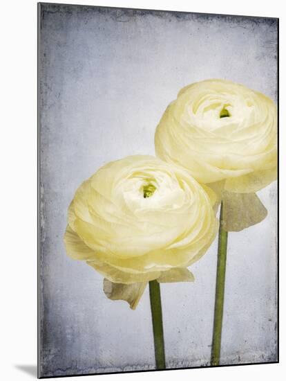 Ranunculus, Flower, Blossoms, White, Still Life-Axel Killian-Mounted Photographic Print