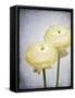 Ranunculus, Flower, Blossoms, White, Still Life-Axel Killian-Framed Stretched Canvas