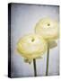 Ranunculus, Flower, Blossoms, White, Still Life-Axel Killian-Stretched Canvas