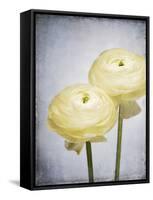 Ranunculus, Flower, Blossoms, White, Still Life-Axel Killian-Framed Stretched Canvas