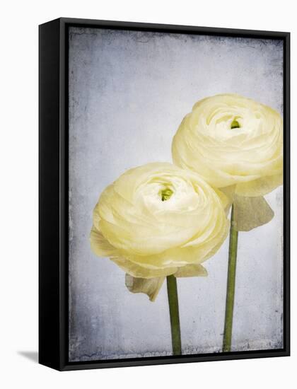 Ranunculus, Flower, Blossoms, White, Still Life-Axel Killian-Framed Stretched Canvas