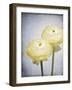 Ranunculus, Flower, Blossoms, White, Still Life-Axel Killian-Framed Photographic Print