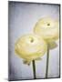 Ranunculus, Flower, Blossoms, White, Still Life-Axel Killian-Mounted Photographic Print