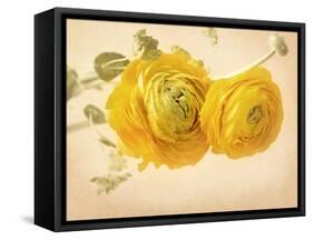 Ranunculus Flowers on Yellow Background-egal-Framed Stretched Canvas