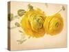 Ranunculus Flowers on Yellow Background-egal-Stretched Canvas