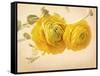 Ranunculus Flowers on Yellow Background-egal-Framed Stretched Canvas