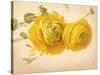 Ranunculus Flowers on Yellow Background-egal-Stretched Canvas