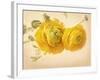 Ranunculus Flowers on Yellow Background-egal-Framed Art Print