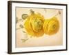 Ranunculus Flowers on Yellow Background-egal-Framed Art Print