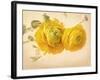 Ranunculus Flowers on Yellow Background-egal-Framed Art Print